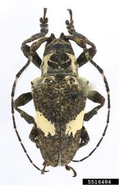  Hypsioma fasciata  (=  Cipriscola fasciata ); © E.H. Nearns